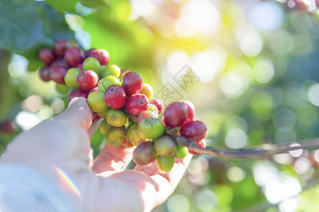 樱桃种植红莓树绿色生态有机农场的新鲜种子咖啡树增长近手收割红熟咖啡籽丰盛的阿拉伯果冻汁养殖咖啡庄园切开手收获红熟咖啡种子植园因图片