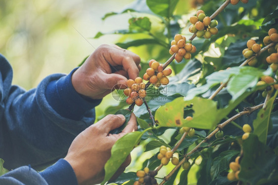 水果豆子男人种植红莓树绿色生态有机农场的新鲜种子咖啡树增长近手收割红熟咖啡籽丰盛的阿拉伯果冻汁养殖咖啡庄园切开手收获红熟咖啡种子图片