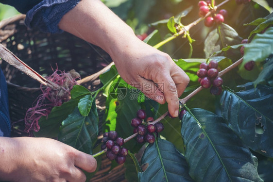 种植红莓树绿色生态有机农场的新鲜种子咖啡树增长近手收割红熟咖啡籽丰盛的阿拉伯果冻汁养殖咖啡庄园切开手收获红熟咖啡种子豆处理叶图片