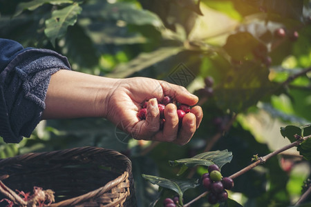 热带种植红莓树绿色生态有机农场的新鲜种子咖啡树增长近手收割红熟咖啡籽丰盛的阿拉伯果冻汁养殖咖啡庄园切开手收获红熟咖啡种子罗布斯塔图片