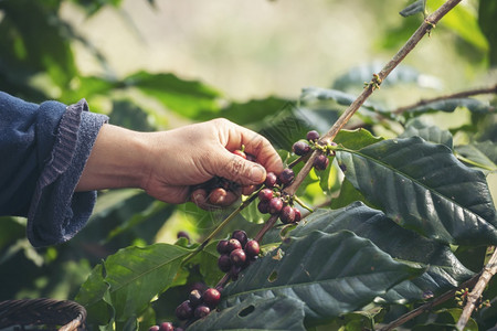 种植红莓树绿色生态有机农场的新鲜种子咖啡树增长近手收割红熟咖啡籽丰盛的阿拉伯果冻汁养殖咖啡庄园切开手收获红熟咖啡种子阿拉比卡叶新图片