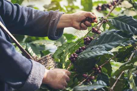男人农民培育种植红莓树绿色生态有机农场的新鲜种子咖啡树增长近手收割红熟咖啡籽丰盛的阿拉伯果冻汁养殖咖啡庄园切开手收获红熟咖啡种子图片