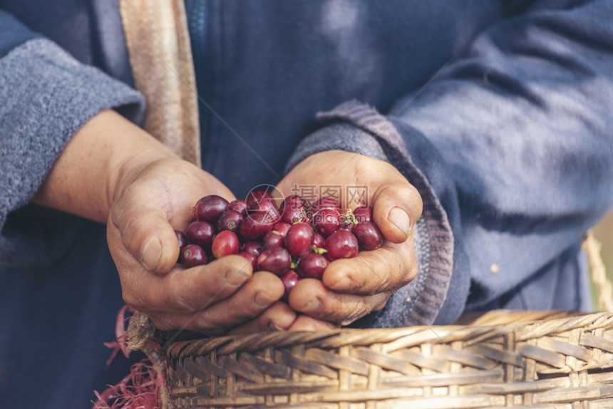 分支培育种植红莓树绿色生态有机农场的新鲜种子咖啡树增长近手收割红熟咖啡籽丰盛的阿拉伯果冻汁养殖咖啡庄园切开手收获红熟咖啡种子植物图片