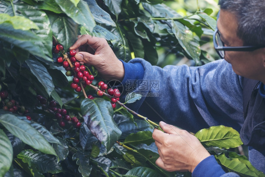 新鲜的种植红莓树绿色生态有机农场的新鲜种子咖啡树增长近手收割红熟咖啡籽丰盛的阿拉伯果冻汁养殖咖啡庄园切开手收获红熟咖啡种子色的花图片