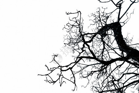 结悲哀伤痛绝望和概念万圣节抽象背景令人厌恶和混乱的树枝在白色背景上与种隔绝的死木分支机构裸背景图片