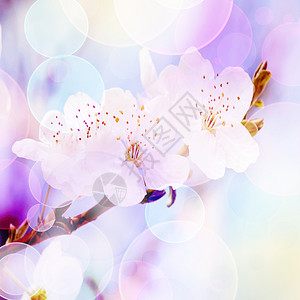 盛开春季背景温柔模糊的颜色和bokeh浪漫的花图片