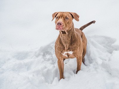 坑可爱的漂亮巧克力色小狗特写户外日光护理教育服从训练养宠物的概念可爱漂亮的巧克力色小狗特写公牛拉布多犬图片
