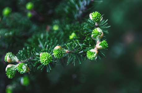 冷杉韩国圆形各分支有新鲜的芽缝合绿色的针叶背景选择焦点模糊的维格内特新芽俄罗斯松树背景图片