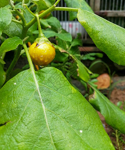 水滴蔬菜食物靠近泰国茄子水果在花园的泰国茄子树枝上滴下雨水风化图象图片