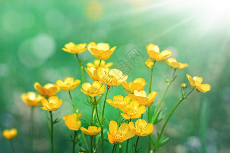 在夏天草甸和阳光背景的黄色花野在夏天草甸和阳光背景的黄色花绿美丽的新鲜图片