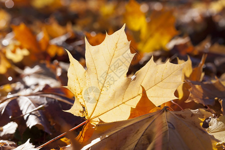 金的丰富多彩落叶秋天公园面积在阳光明媚的温暖天气中芒树瀑布秋天落下的一片小树叶背景图片