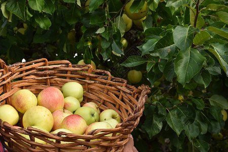 颜色在树前的篮子里有美味苹果种着农业茶点图片