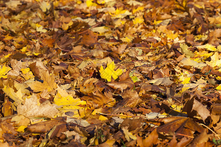秋天公园里的落叶图片