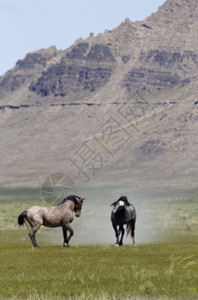 乌塔的两匹野马位于图埃莱州Onaqui山畜牧管理区的Utah沿小马快路在草地上挖蹄子和抬土乡村的荒野漫游图片