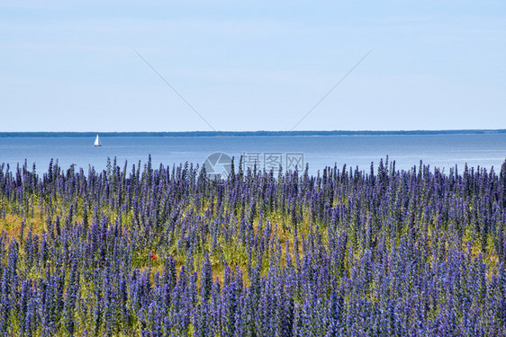 丰富多彩的在蓝水中航行波罗的海奥兰德岛岸边开着鲜花的蓝草美丽植物学图片