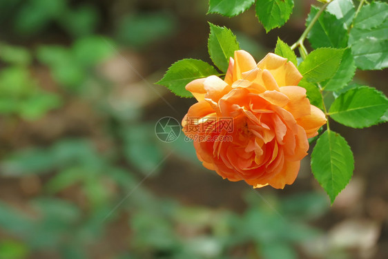 自然普罗旺斯香气美丽的橙色玫瑰有复制空间玫瑰图片