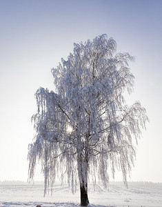 季节自然十二月冬天的Bare树在Birch冬天各处完全被雪覆盖冻后一片霜冬季的一棵树在Birch冬天是Bare树图片