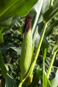 玉米棒子在夏季的农耕田中在玉米耳朵里用刷子和灌木覆盖着绿树叶的玉米农业核心图片
