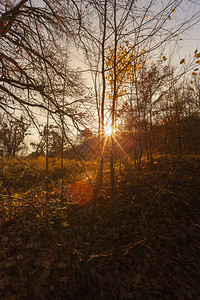 秋天海域林中橙色太阳秋季日落或出风景的树木中闪耀着光芒植物群公园场景图片