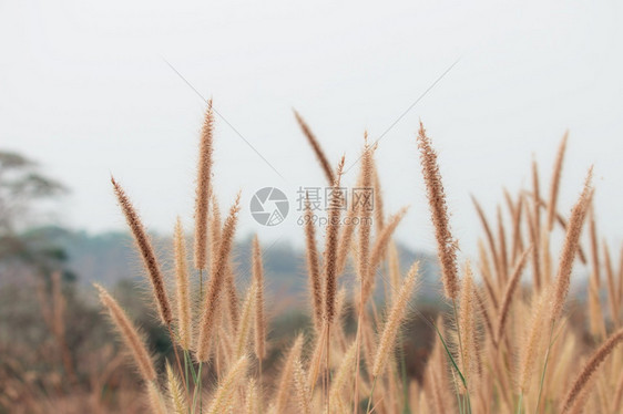 花朵春天美丽的自然景观紧闭的美丽青草花在白天的大自然中晴图片