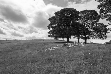 橡木草单色中典型的英语景观环境图片