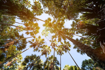 具有天空背景的Taraw棕榈树科学名称Livistonasaribus粪崇拜树木图片