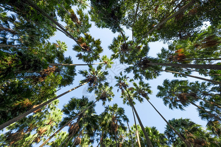 科学的具有天空背景Taraw棕榈树科学名称Livistonasaribus禁止低的图片
