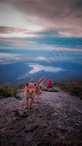 阴霾快乐的狗站在悬崖边人们坐着图片