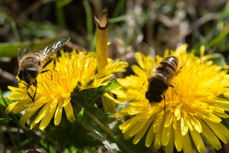 有蜜蜂吃养的黄充满活力天有条纹的图片