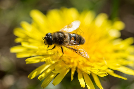 绿色有蜜蜂吃养的黄植物学摄影图片