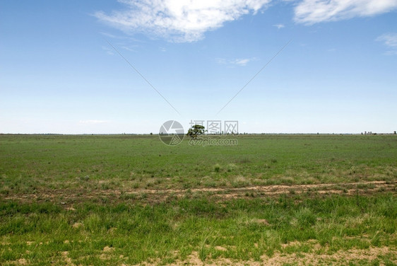 草原内陆地在南新威尔士州一棵孤单的树在草坪上图片