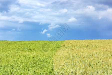田园诗般的绿色小麦田背景和灰色天空自然图片