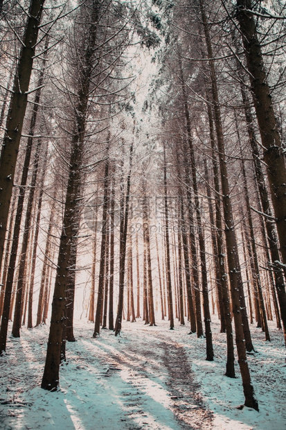 冬天气冰美丽的冬季风雪覆盖松树林的寒冬风雪图片