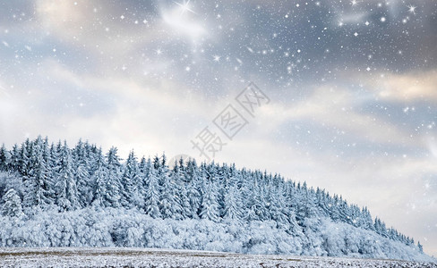 云杉美丽的冬季风雪覆盖松树林的寒冬风雪天图片