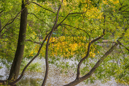 绿色公园倾斜到池塘表面的秋树季节图片