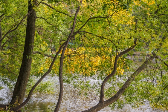 绿色公园倾斜到池塘表面的秋树季节图片