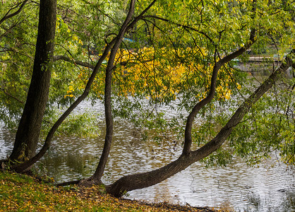 倾斜到池塘表面的秋树季节叶子金的图片