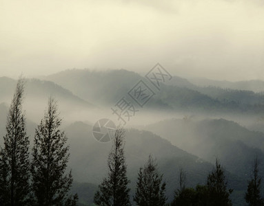 山地脉和松树冬日有晨雾旅行天气图片