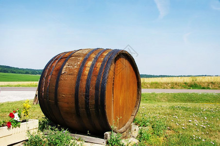 法国种植在农业用地的葡萄酒木桶香槟葡萄园图片