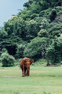 亚洲大象在泰国深森林中具有自然特征的亚洲大象动物重量热带图片