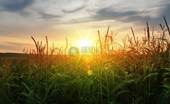 景观夏季生长的青玉米绿地夏天图片