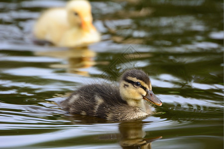 新生水边的小鸭子湿安全图片