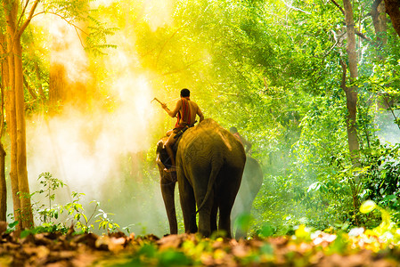 讲话野生动物人与之间的大象关系喜悦图片