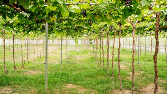 绿色束花园泰国有机葡萄地貌图6图片