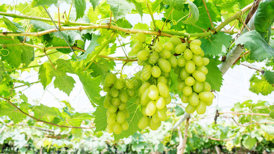 生产落下农村葡萄园里的有成群熟葡萄图片