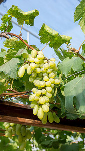 一种食物水果葡萄园里的有成群熟葡萄图片