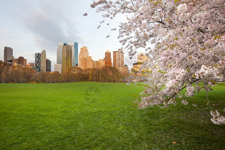 人们城市的美国纽约州市中央公园和心天际线SheepMeadow的樱桃花水果图片