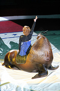 坐在马戏团环上海狮背面的女动物训练员在马戏团环上与海狮一起参加表演女人在马戏团中与海狮一起演出女人在马戏团环上与海洋哺乳动物一起图片