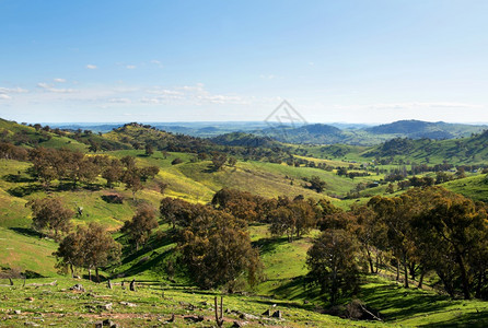 桉树如画明尼斯澳大利亚新南威尔士州Wyangala和Cowra之间的风景观图片