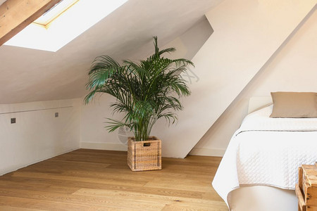 床头板家地面现代轻卧室篮子中的绿色植物白墙和木地板现代设计特写复古现代轻卧室篮子中的绿色植物白墙和木地板现代设计特写图片